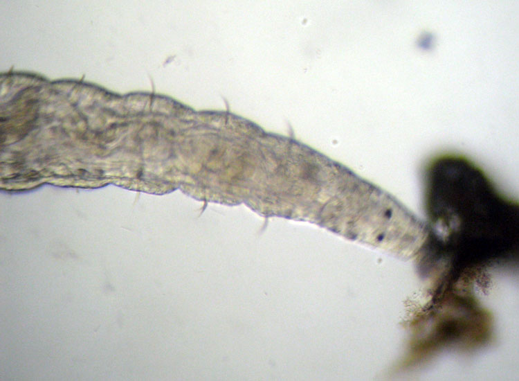 Microscopia delle spiagge adriatiche